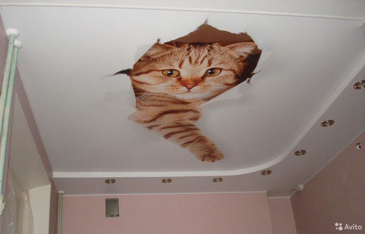 Фотопечать на натяжные потолки кот