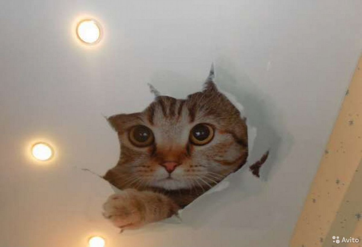 Котик на потолке