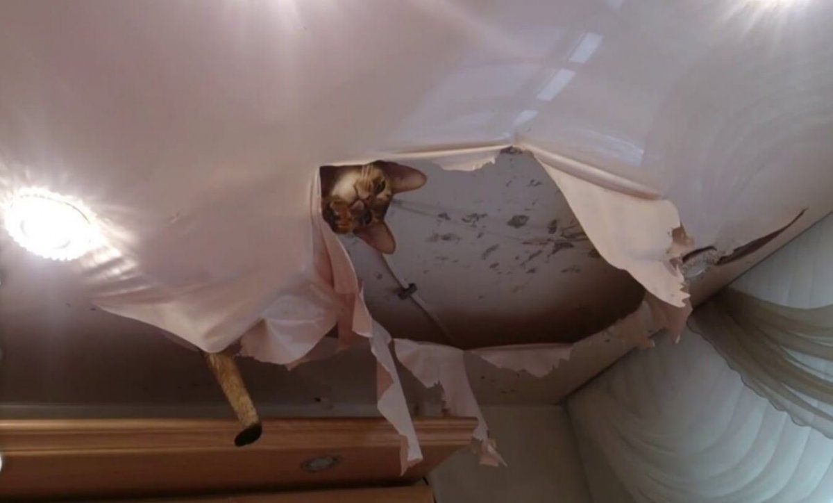 Кот в набчэном ротолке