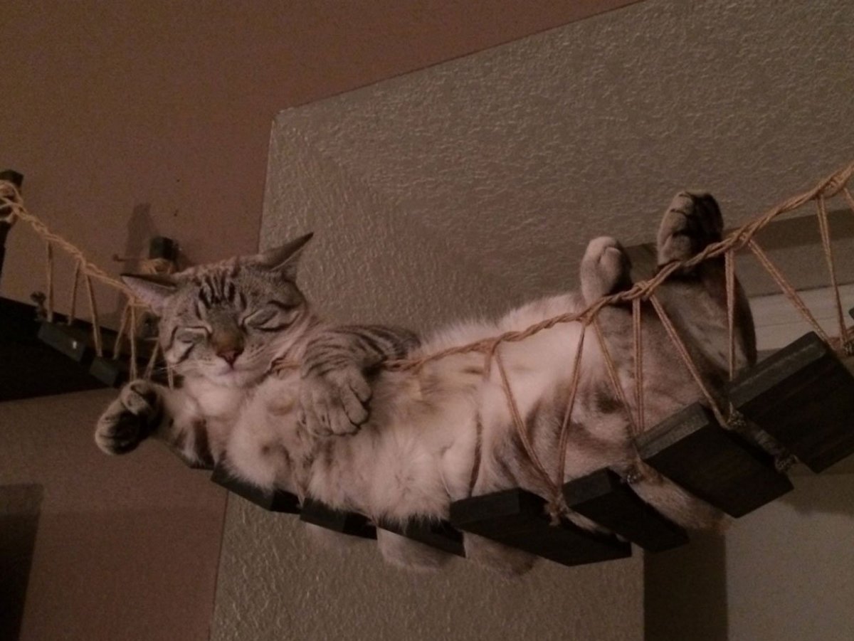 Дизайнерские игровые комплексы для кошек