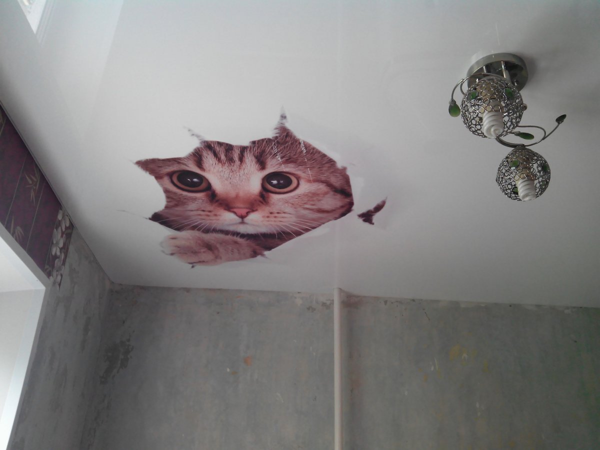 Натяжной потолок с котенком