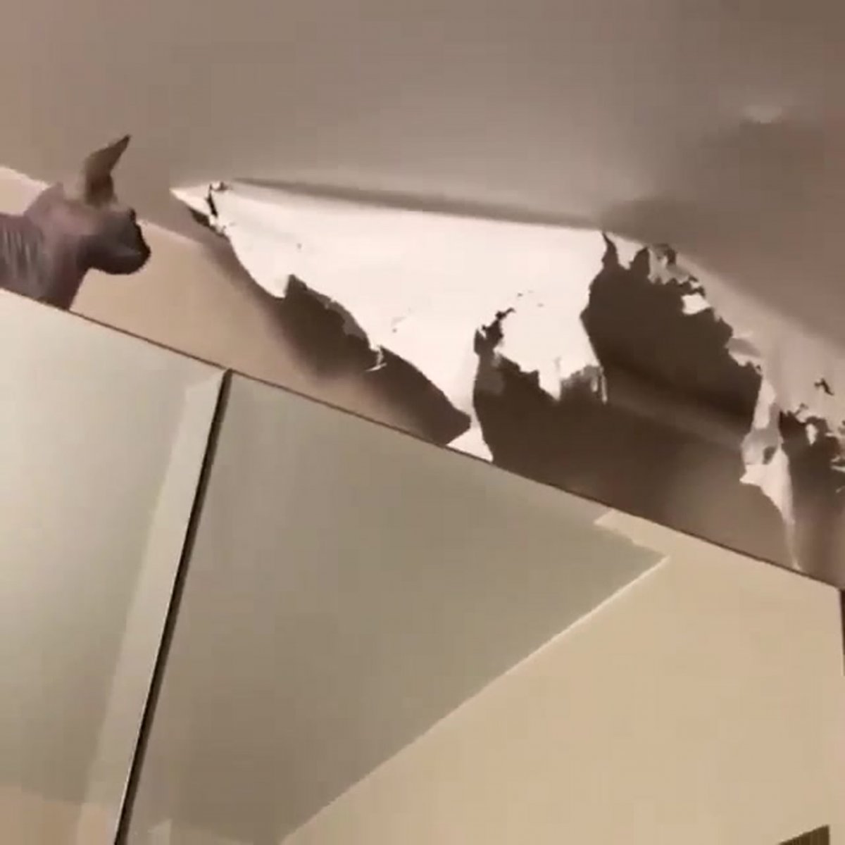 Кот порвал натяжной потолок