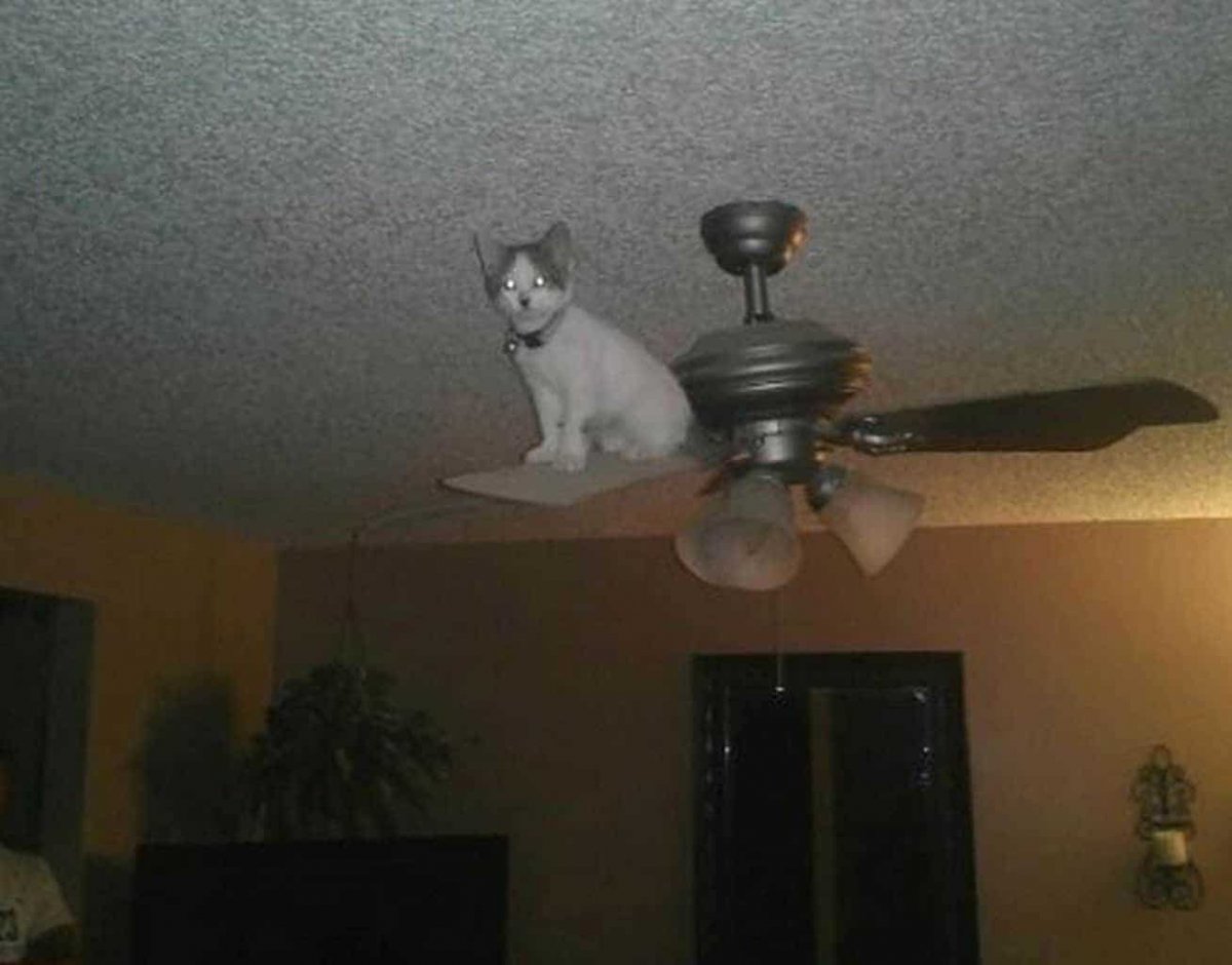 Кошки в подвесном потолке