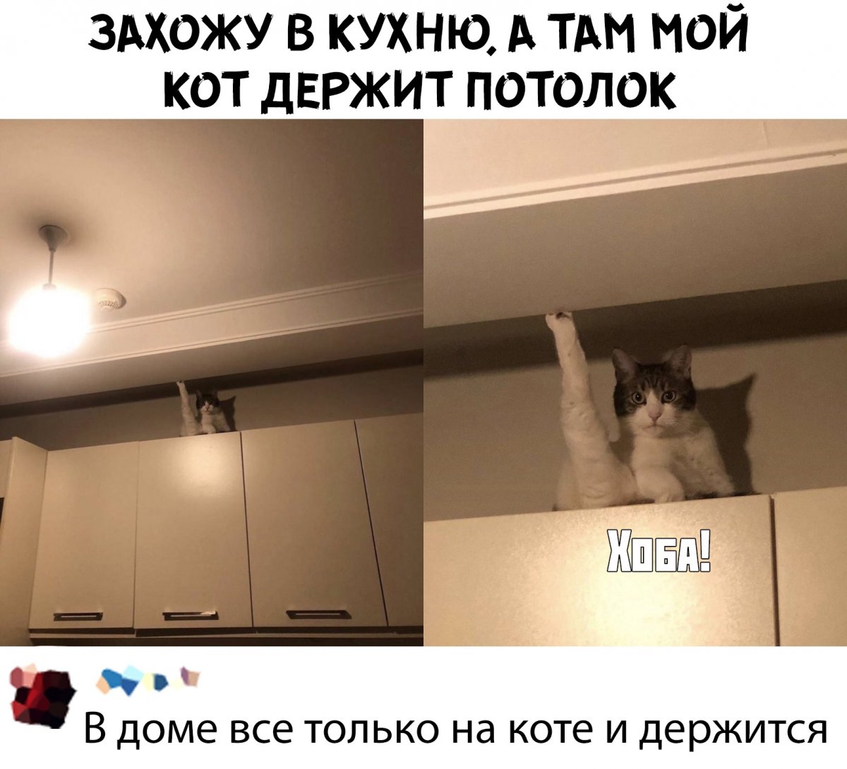 Кот в потолке Мем
