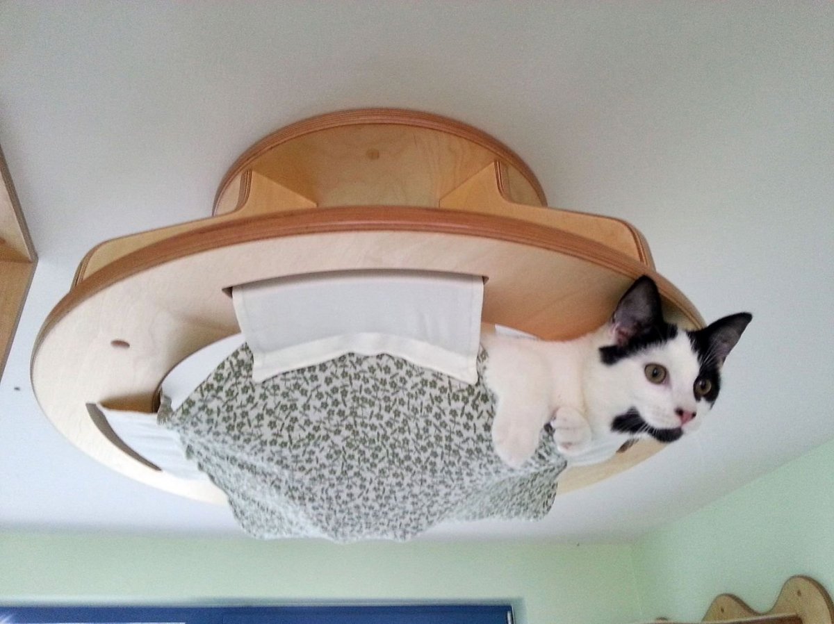 Кошачьи домики на потолке