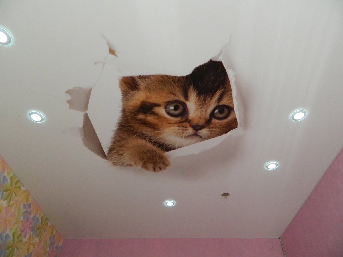 Потолки фотопечать с животными