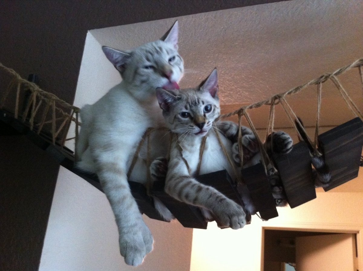 Аттракционы для кошек