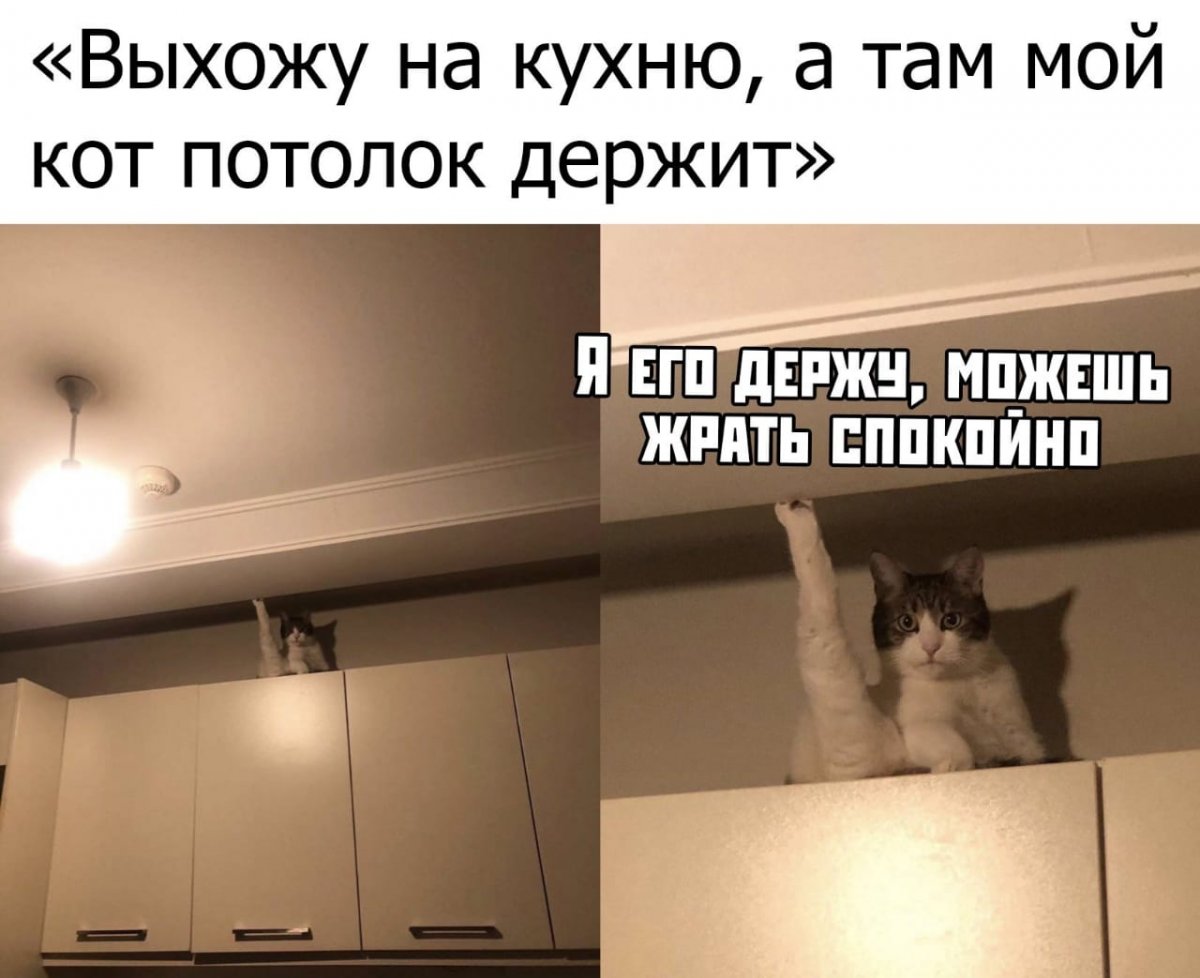 Кот в потолке Мем