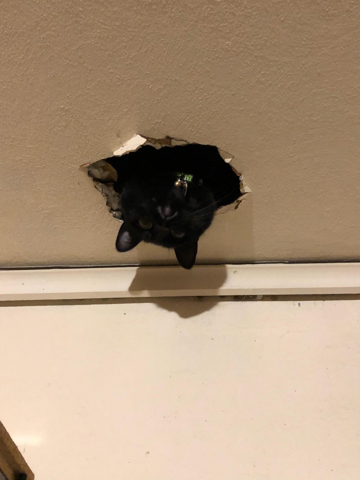 Кошки и натяжной потолок