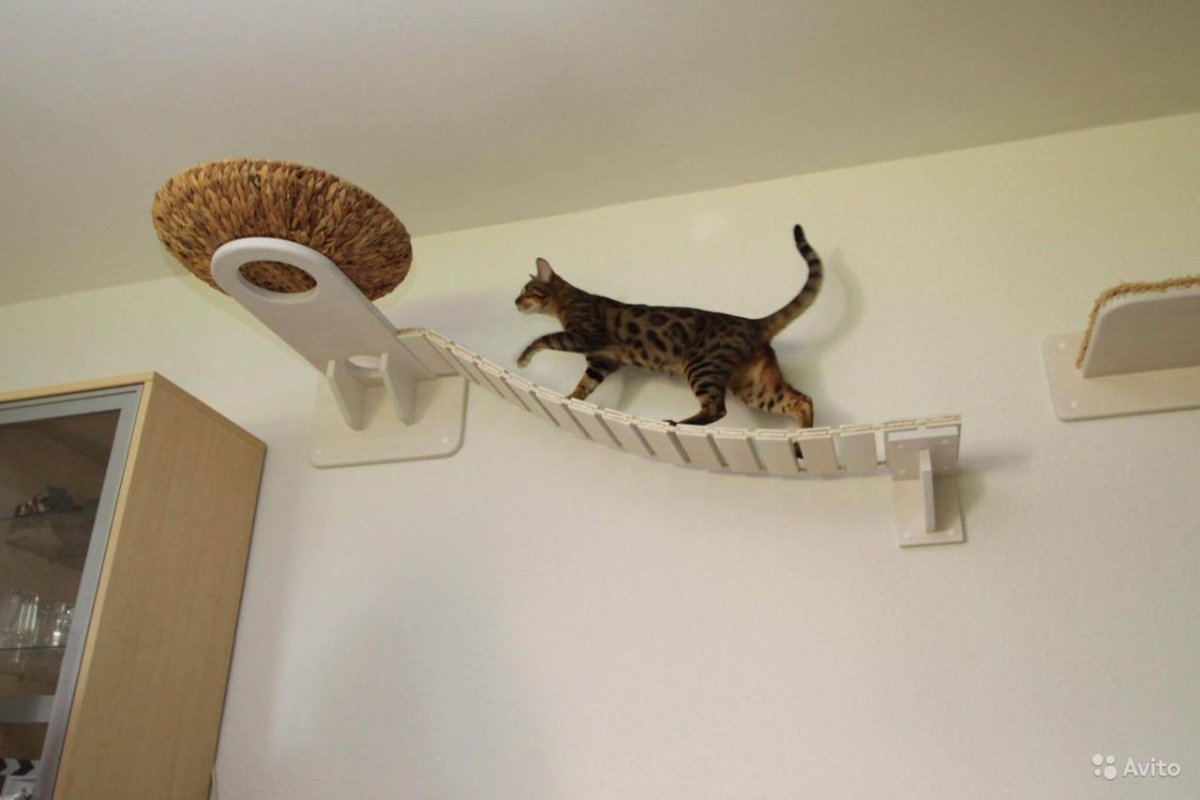 Кот повис на люстре