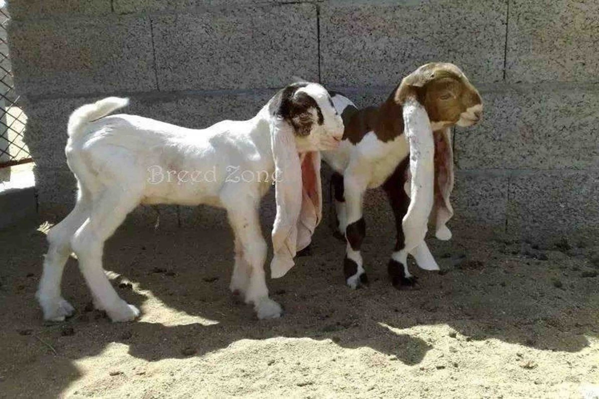 Гулаби козы