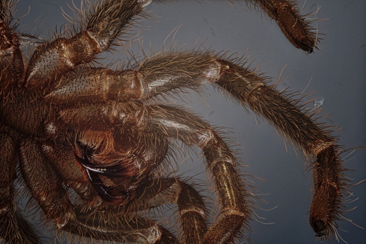 Тарантул жвалы