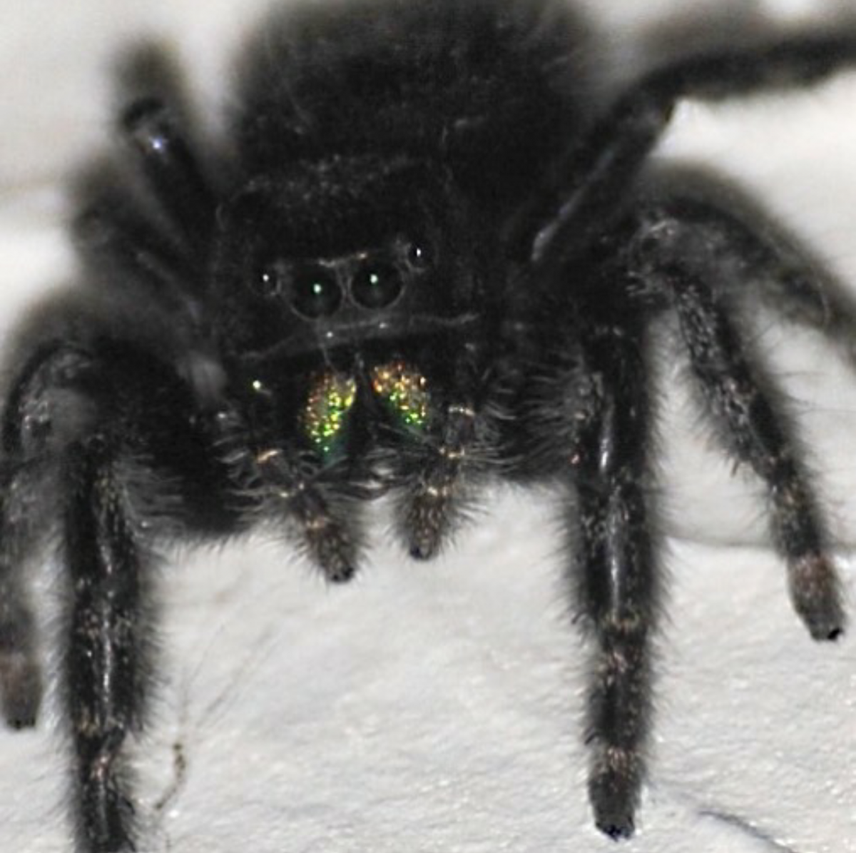 Чёрный мохнатый паук в России