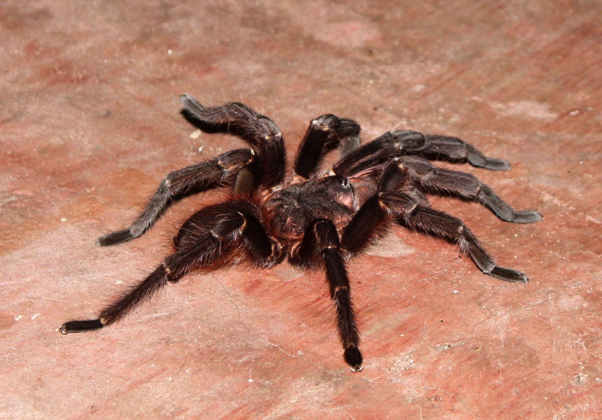 Самый волосатый паук