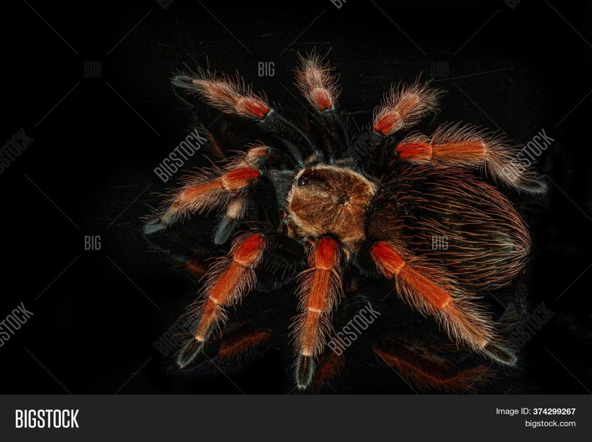 Тарантул в Мордовии