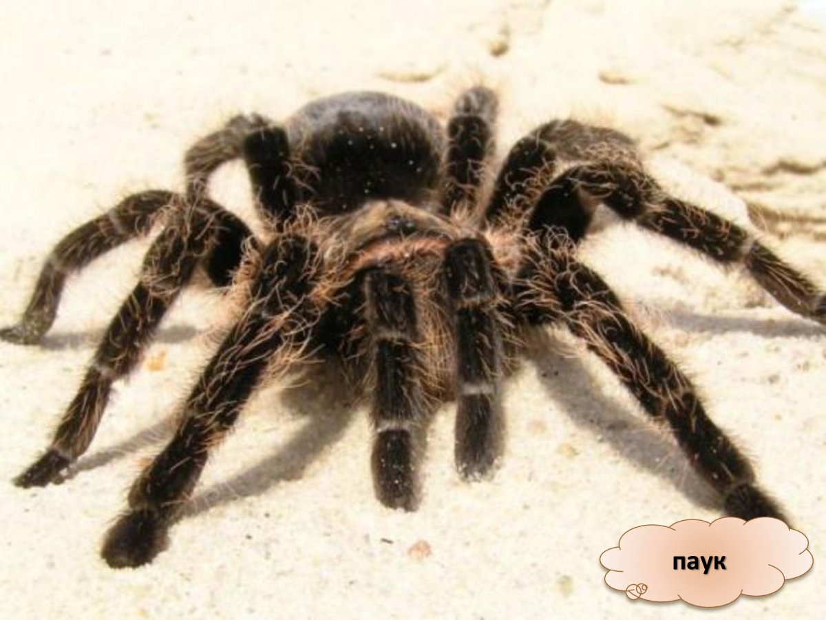 Паук большой черный мохнатый