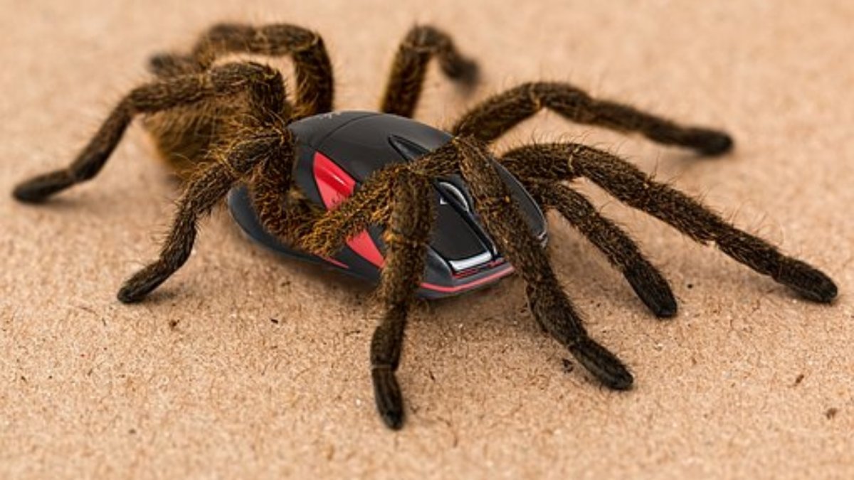 Черный волосатый паук