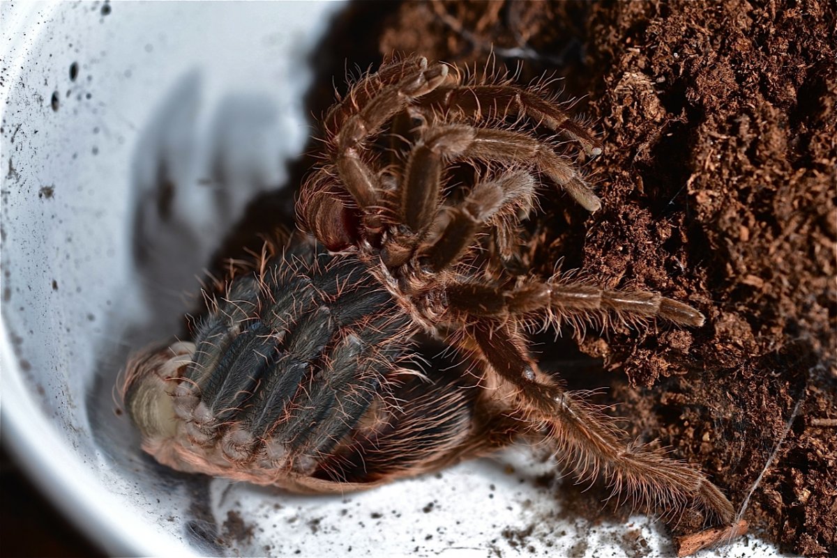 Паук висит на паутине