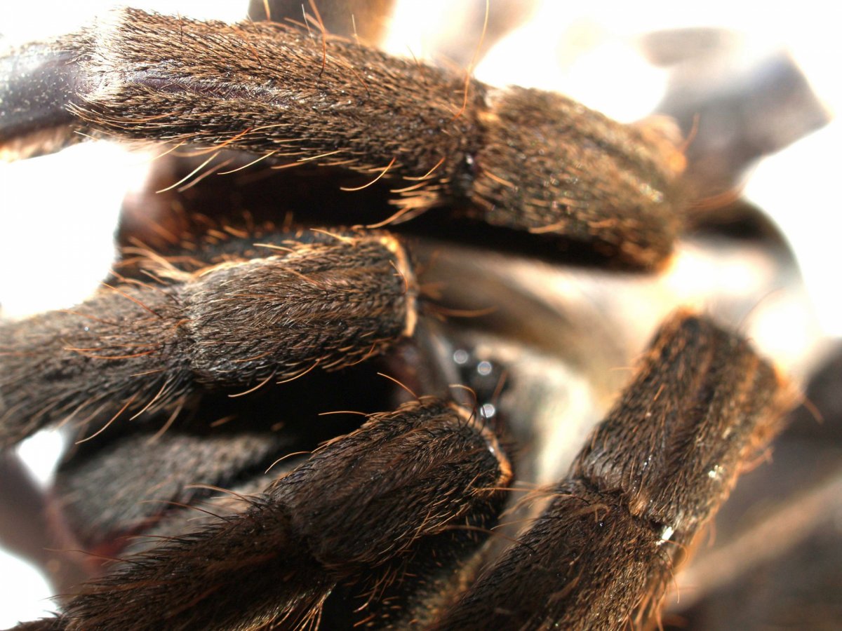 Черный волосатый паук