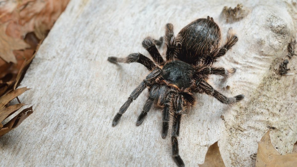 Пауки в пустыни Тарантул