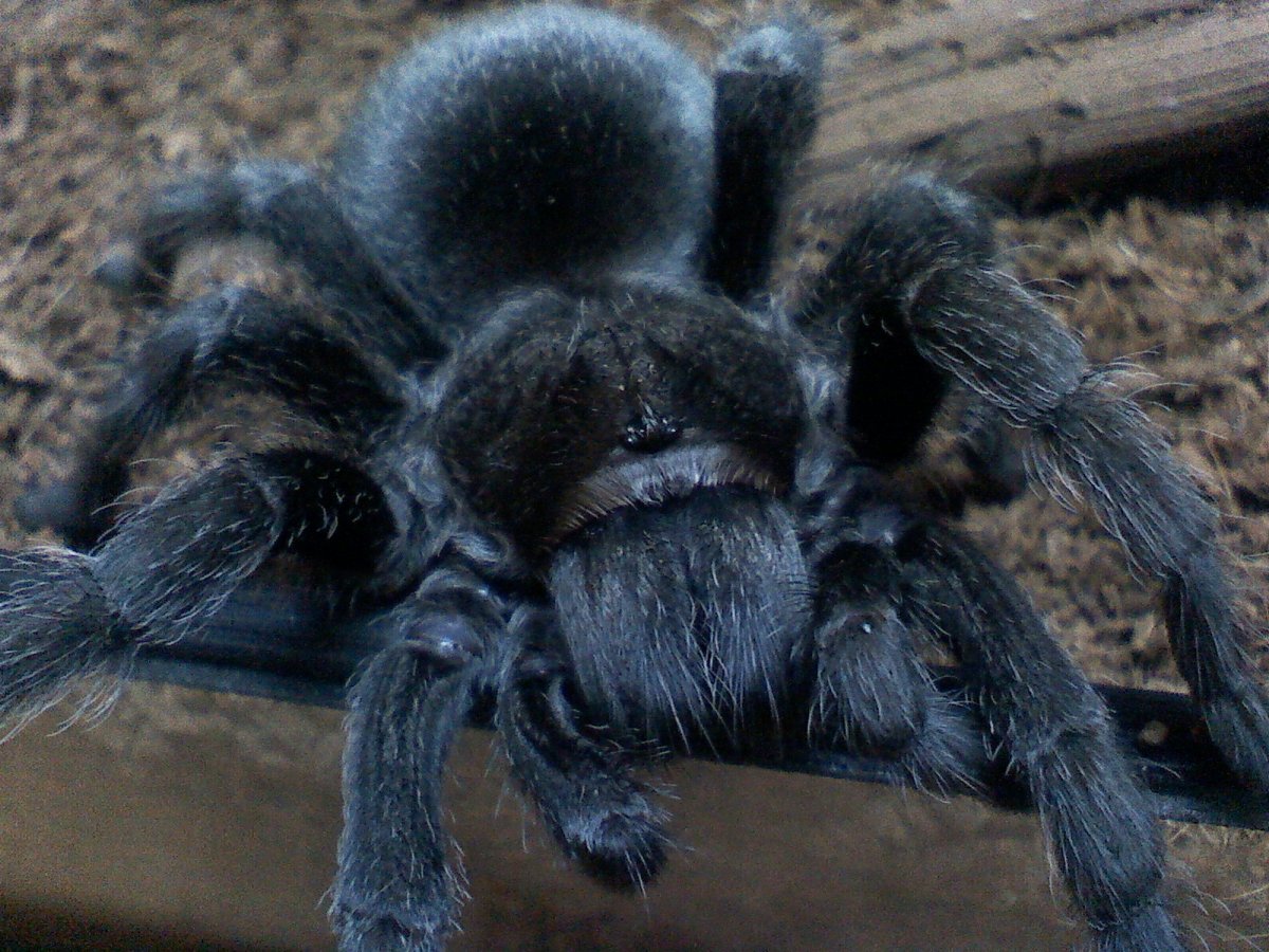 Черный волосатый паук