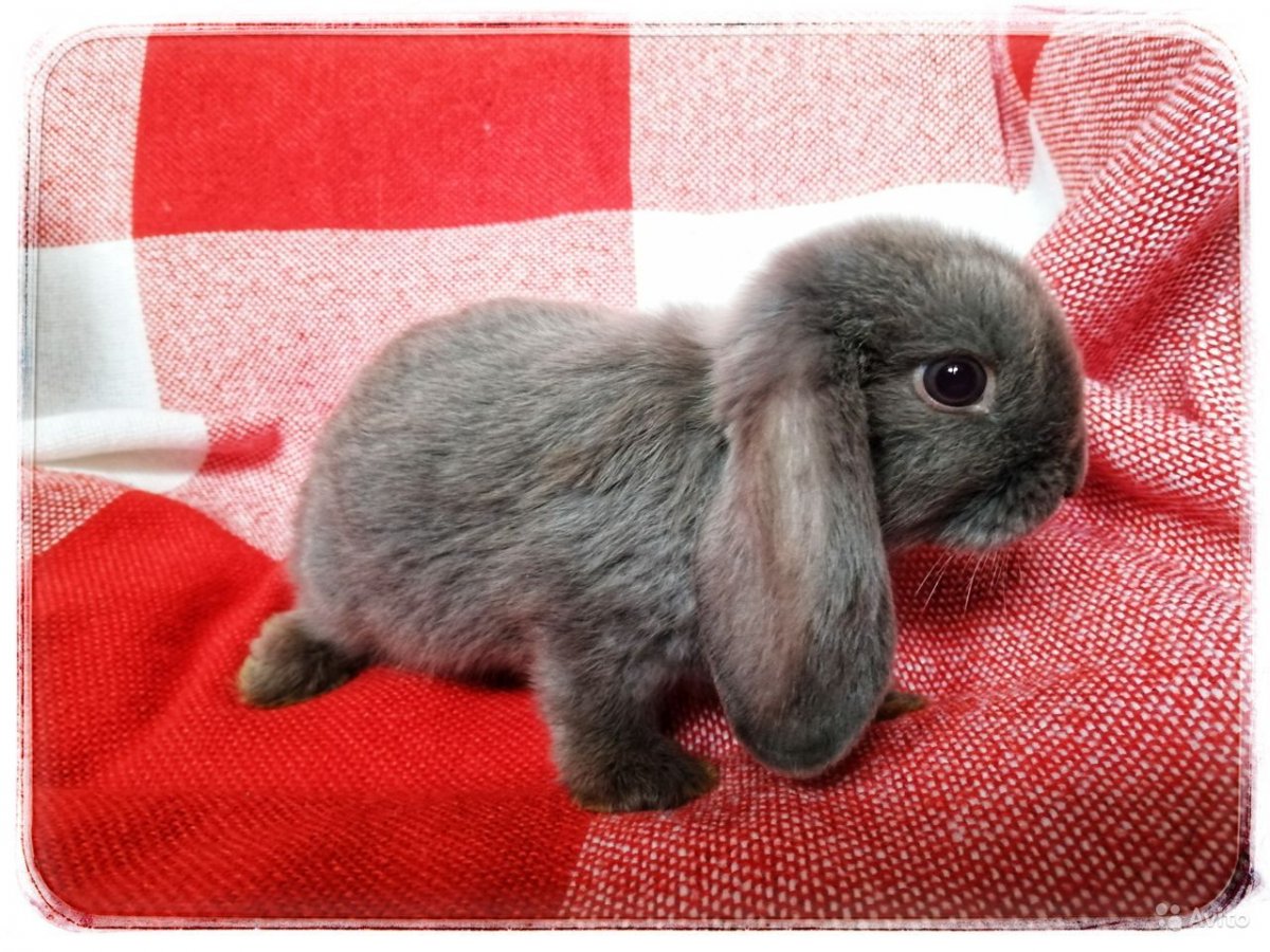 Вязаный кролик Клэр Гарленд