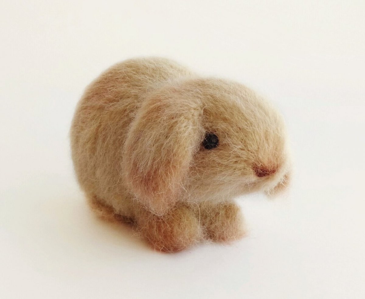 Карликовый баран вислоухий кролик белый