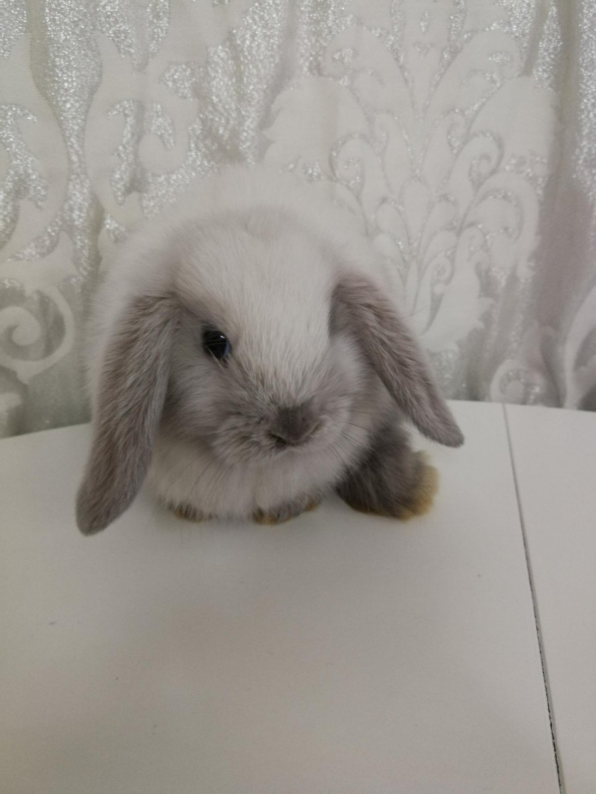 Кролик вислоухий баран рыжий