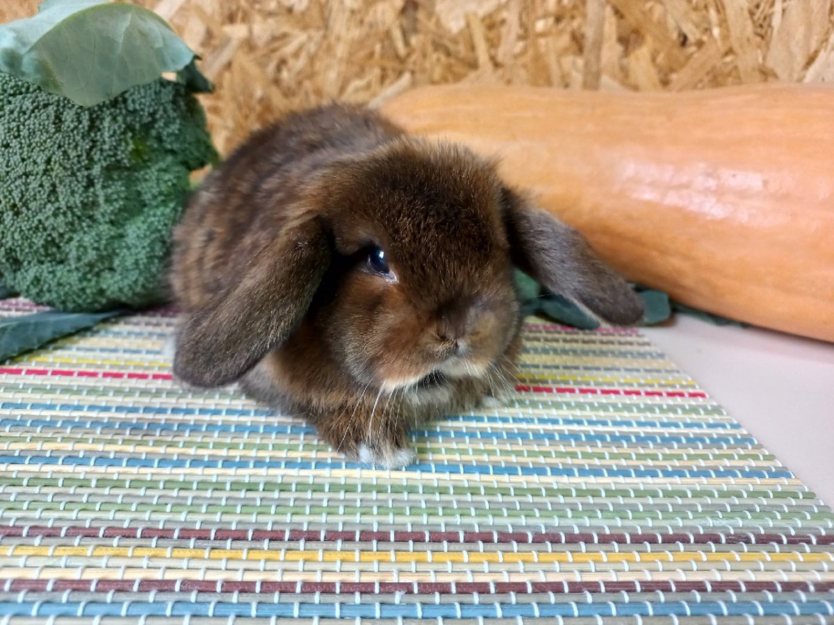 Вислоухий кролик