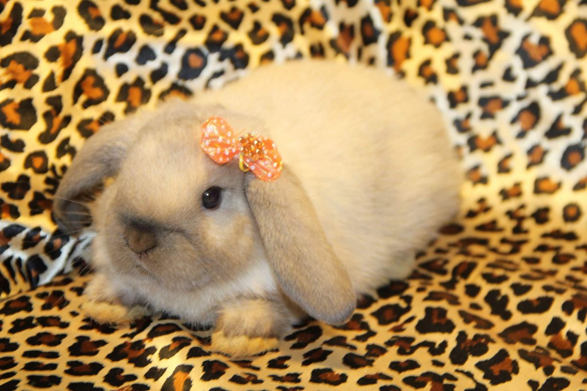 Кролик рекс баран вислоухий