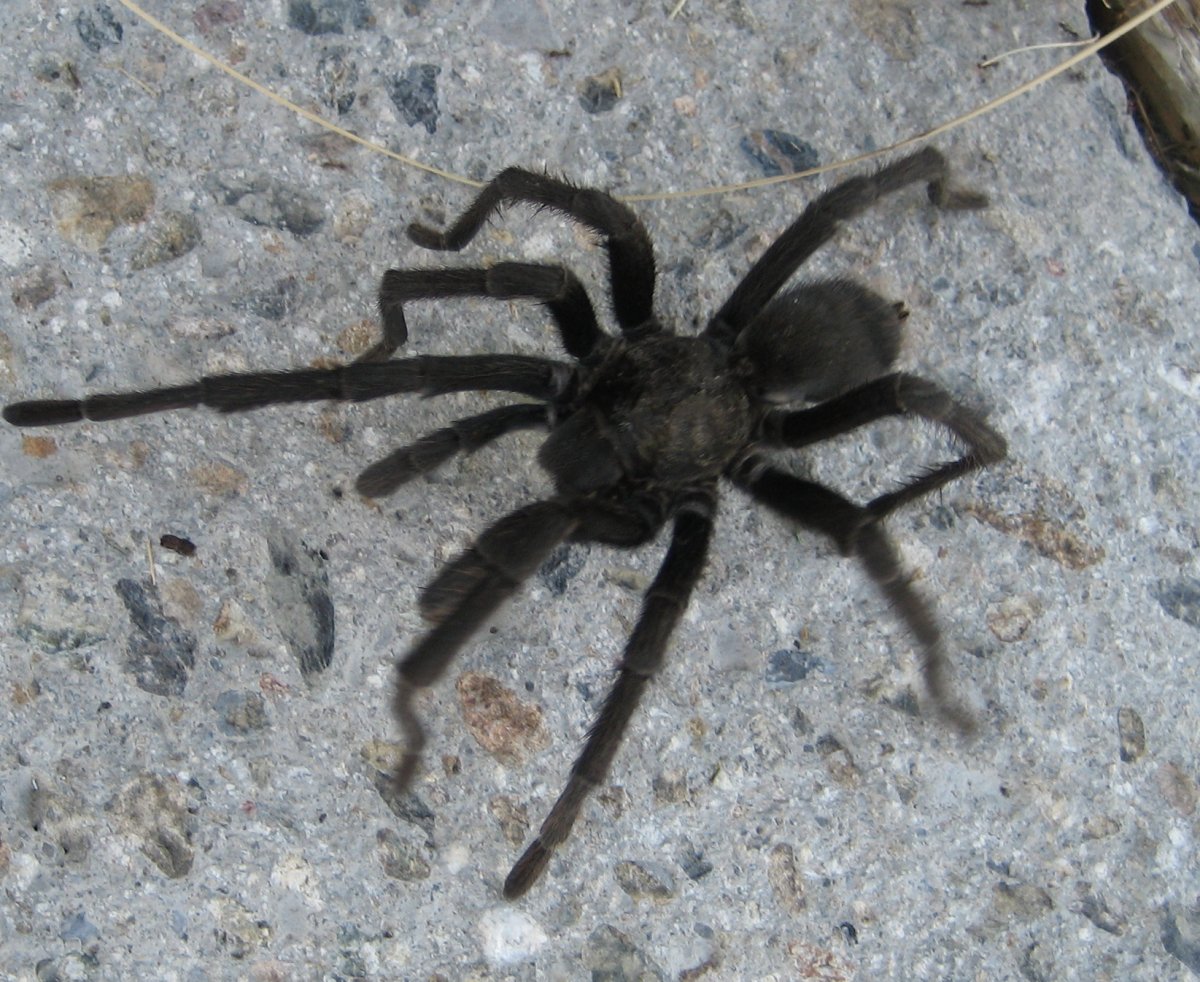 Пауки Абхазии