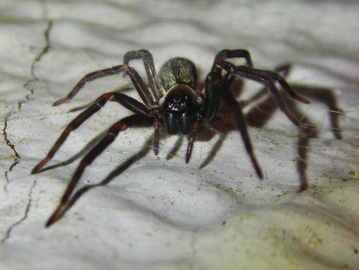 Черный паук шейха