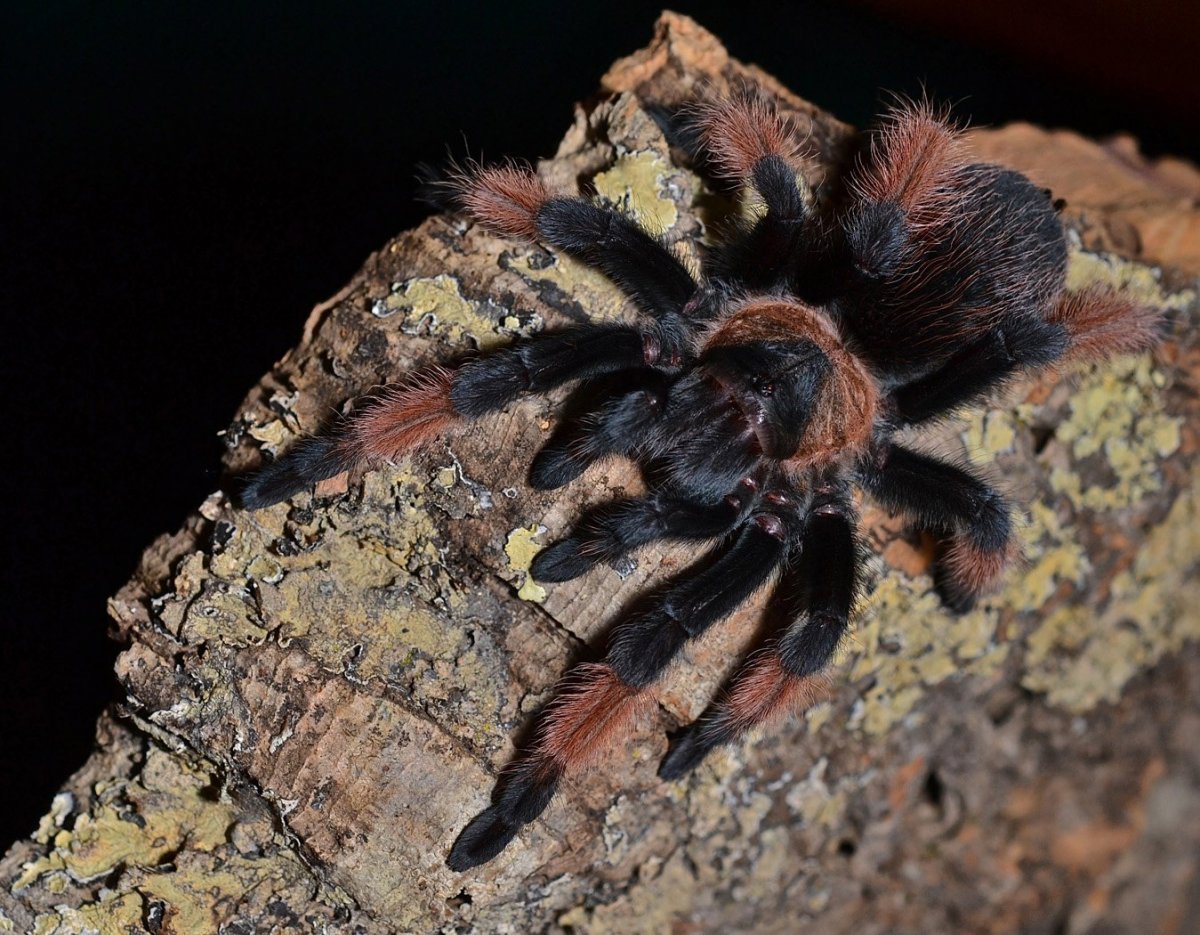 Астраханский паук Каракурт