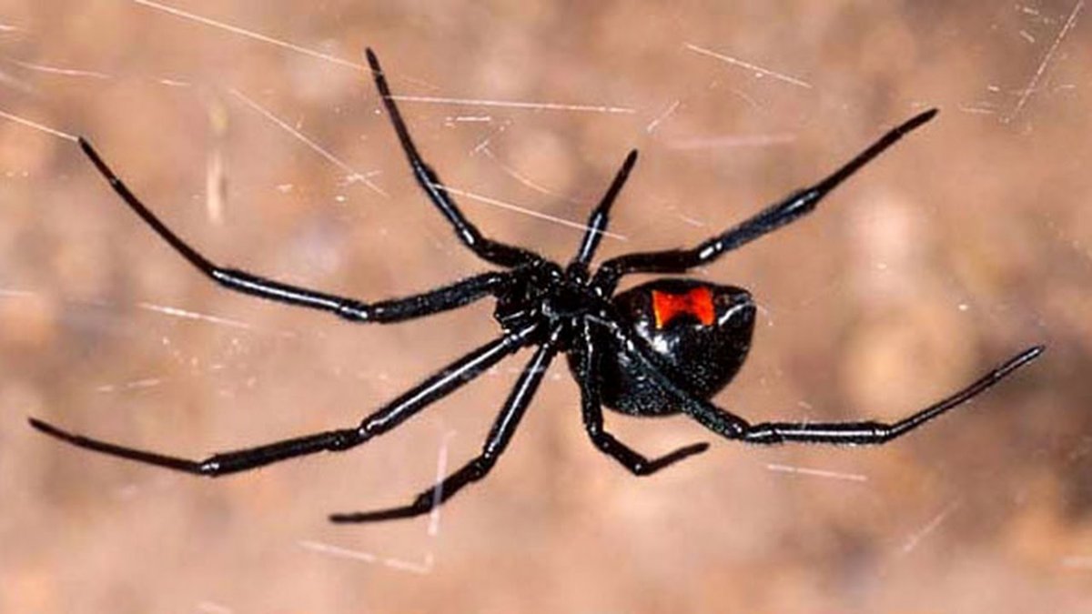 Чёрная вдова паук коричневый