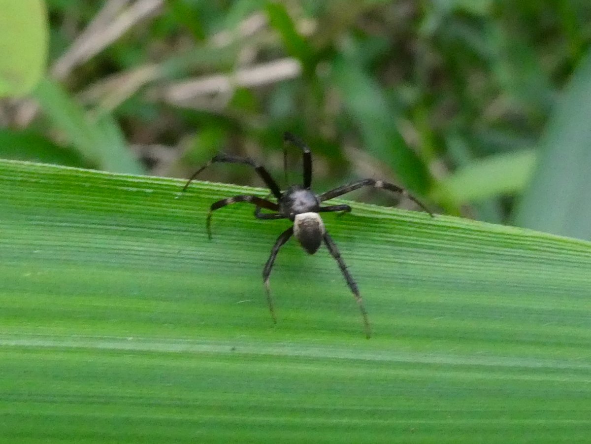 Segestria Florentina паук