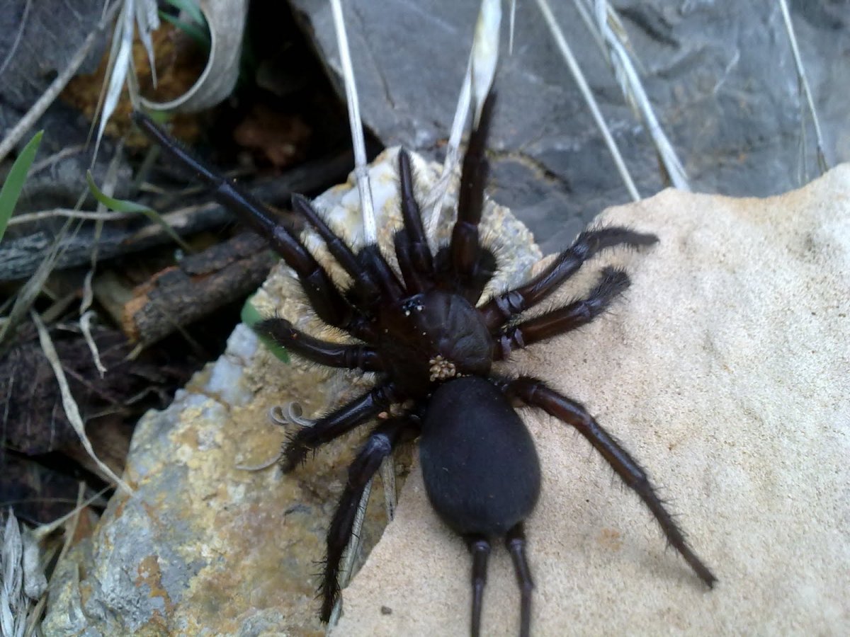 Паук эрезус бархатный