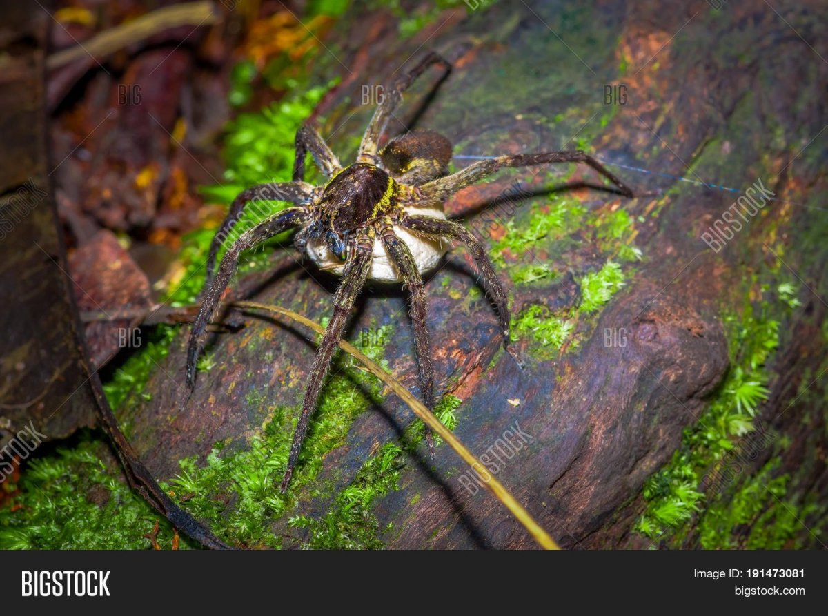 Пауки Amaurobius Ferox