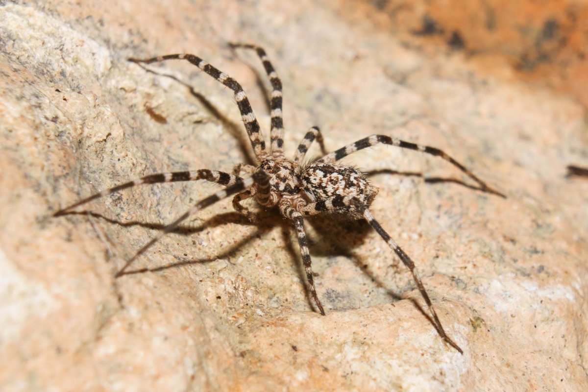 Паук городской