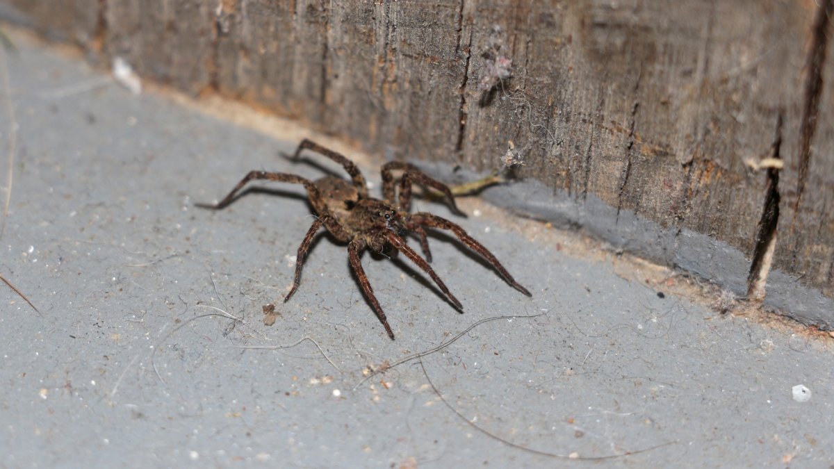 Ядовитые пауки Абхазии