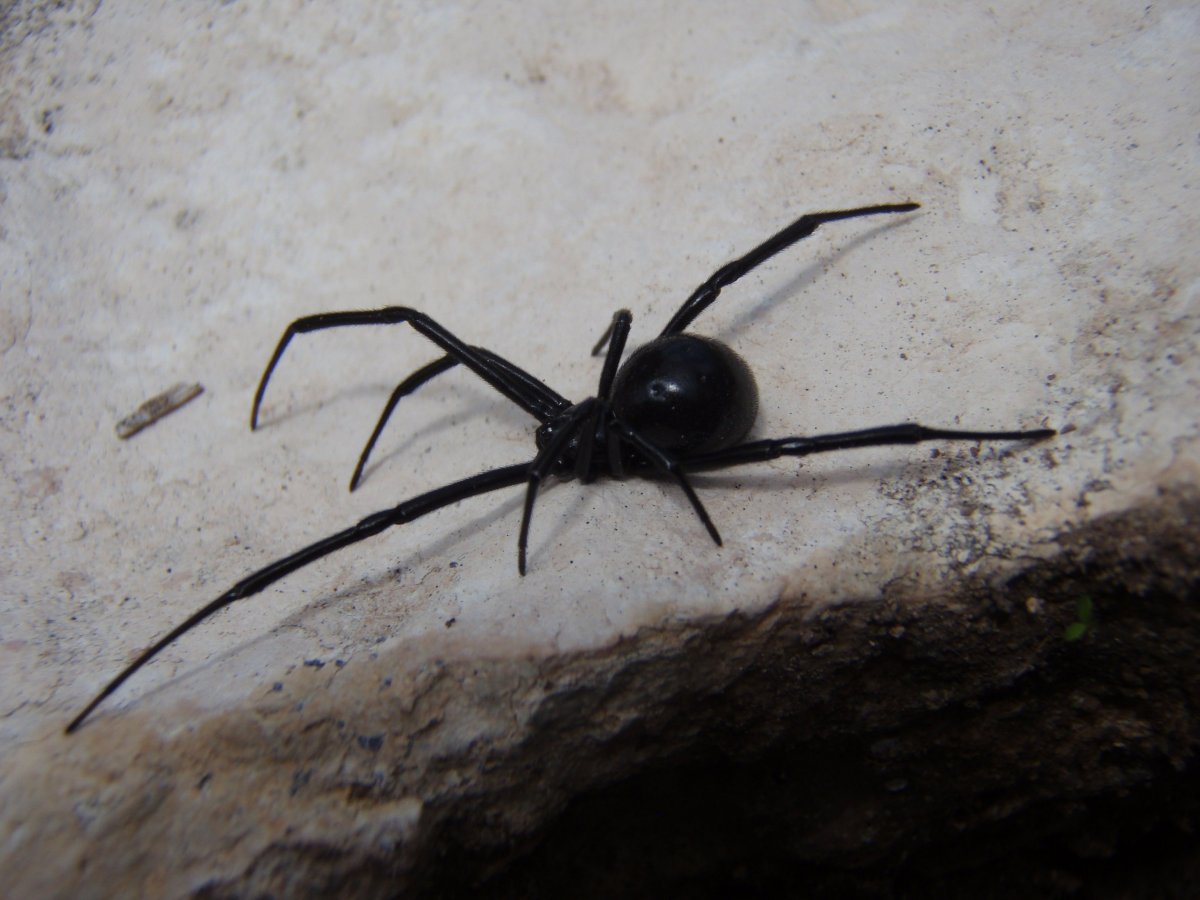 Пауки в пустыни Тарантул