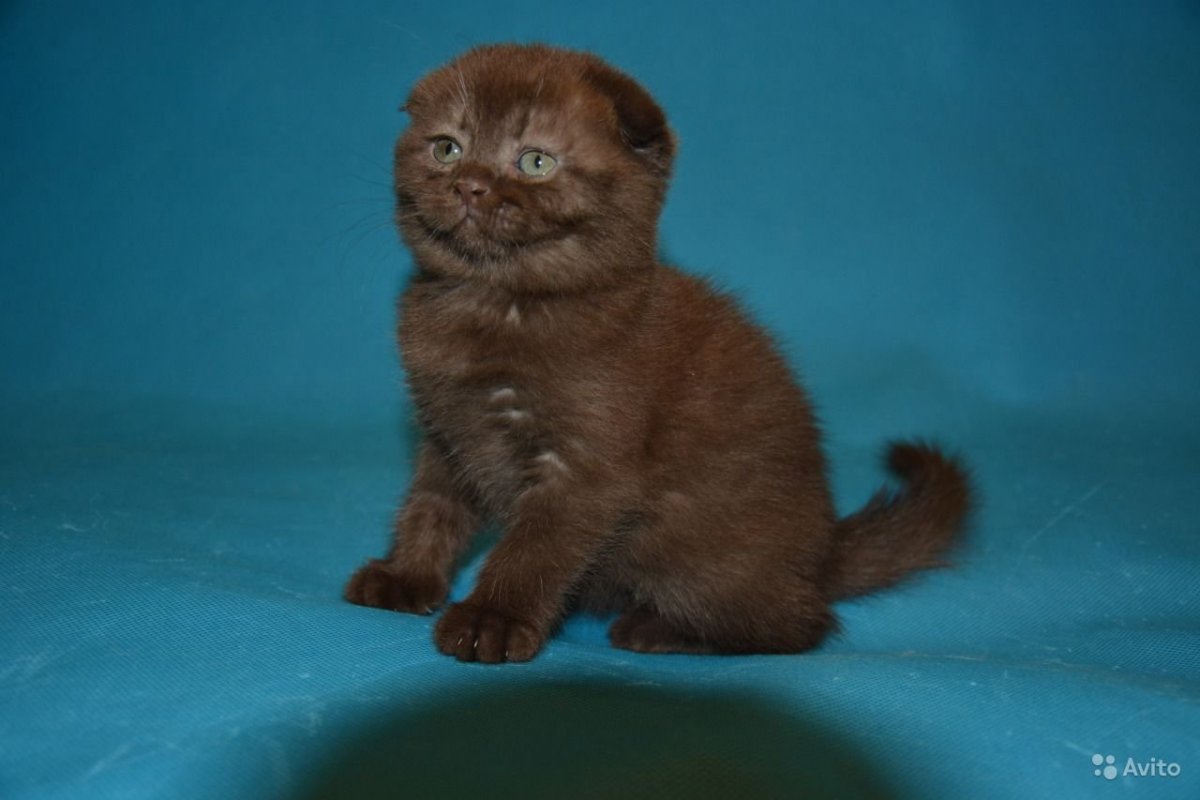 Скоттиш фолд шоколадный