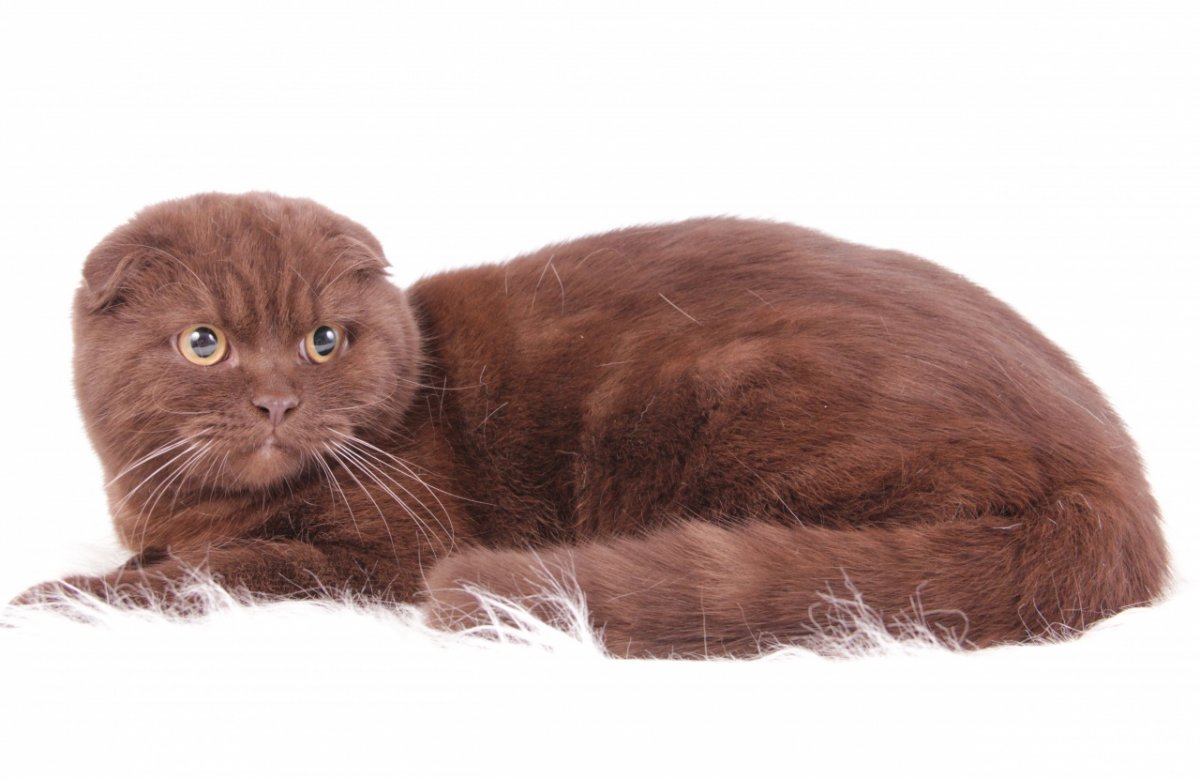 Шотландская вислоухая циннамон