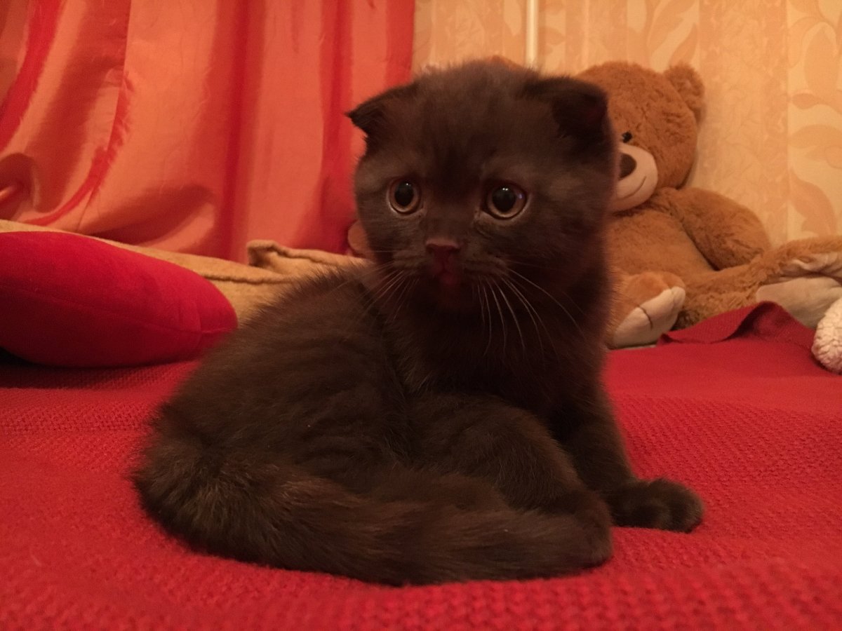 Скоттиш фолд шоколадный золотой