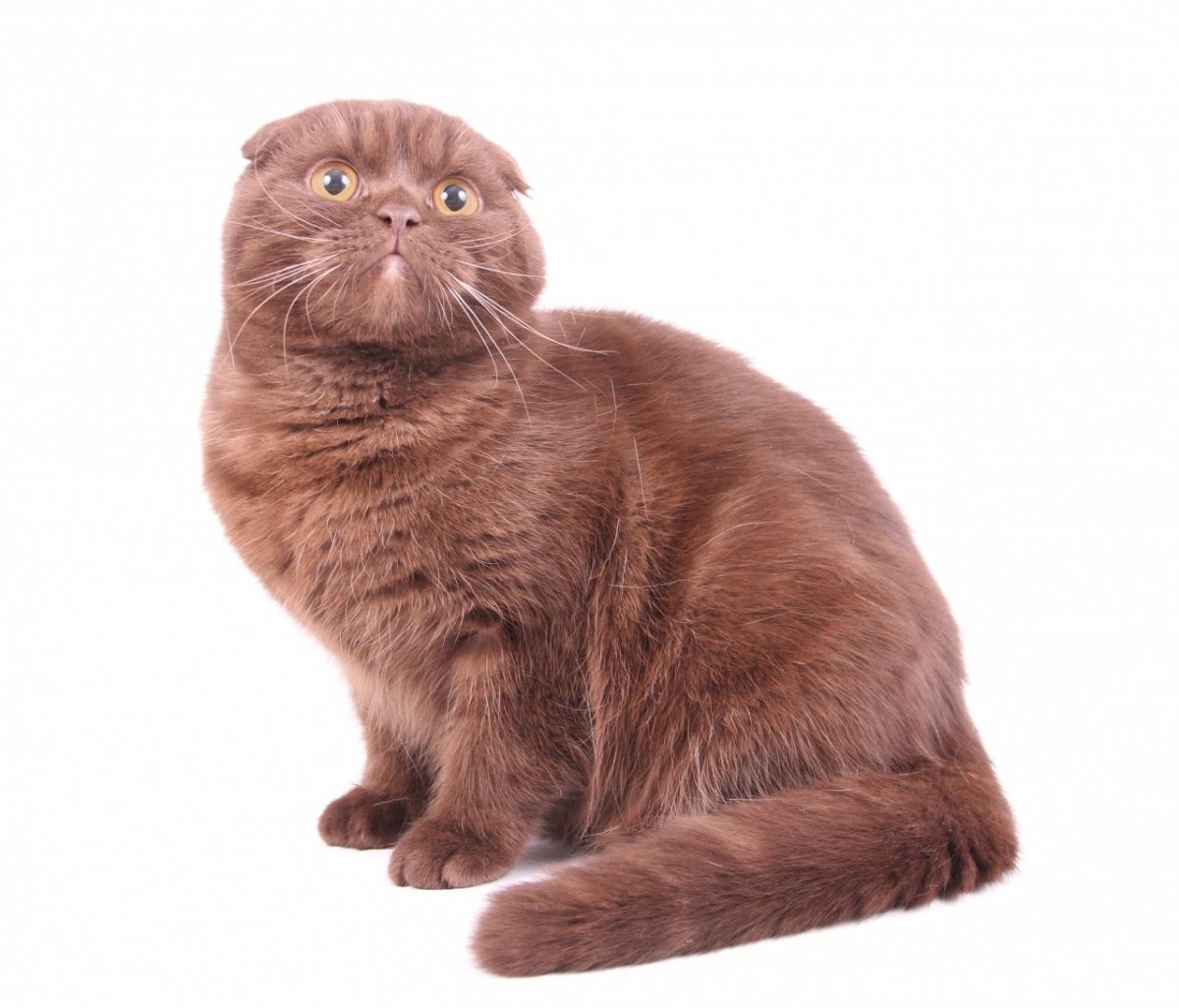 Котята скоттиш фолд вислоухие шоколадные