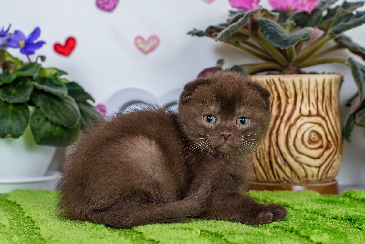 Шотландская вислоухая шоколадная