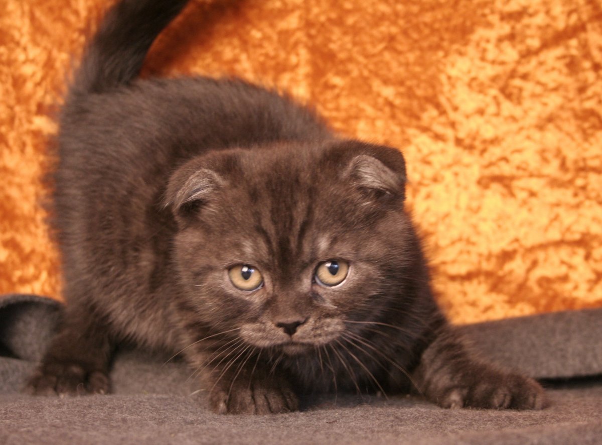 Мраморная Шотландская вислоухая порода