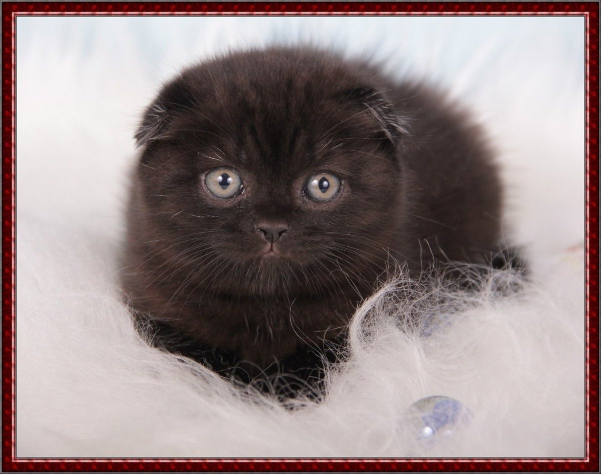 Скоттиш фолд шоколадный золотой