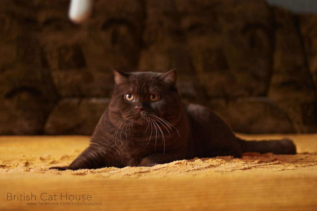 Скоттиш фолд циннамон