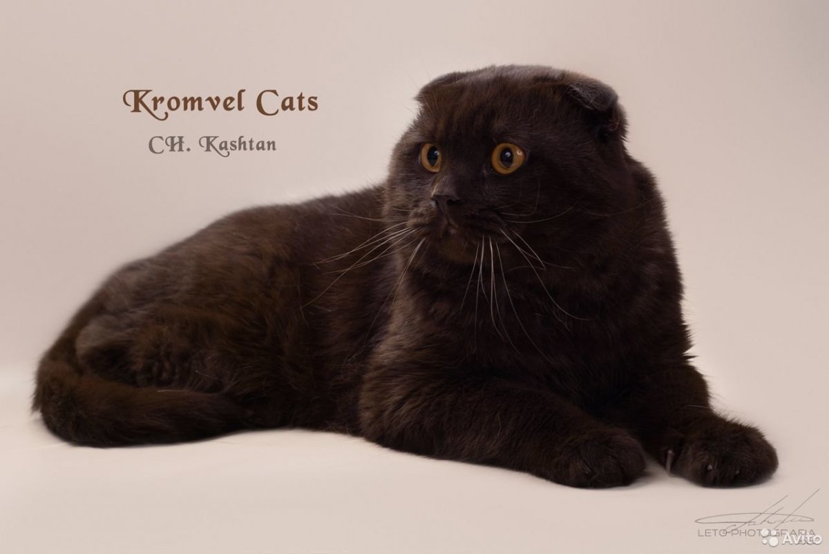 Британец страйт шоколадный