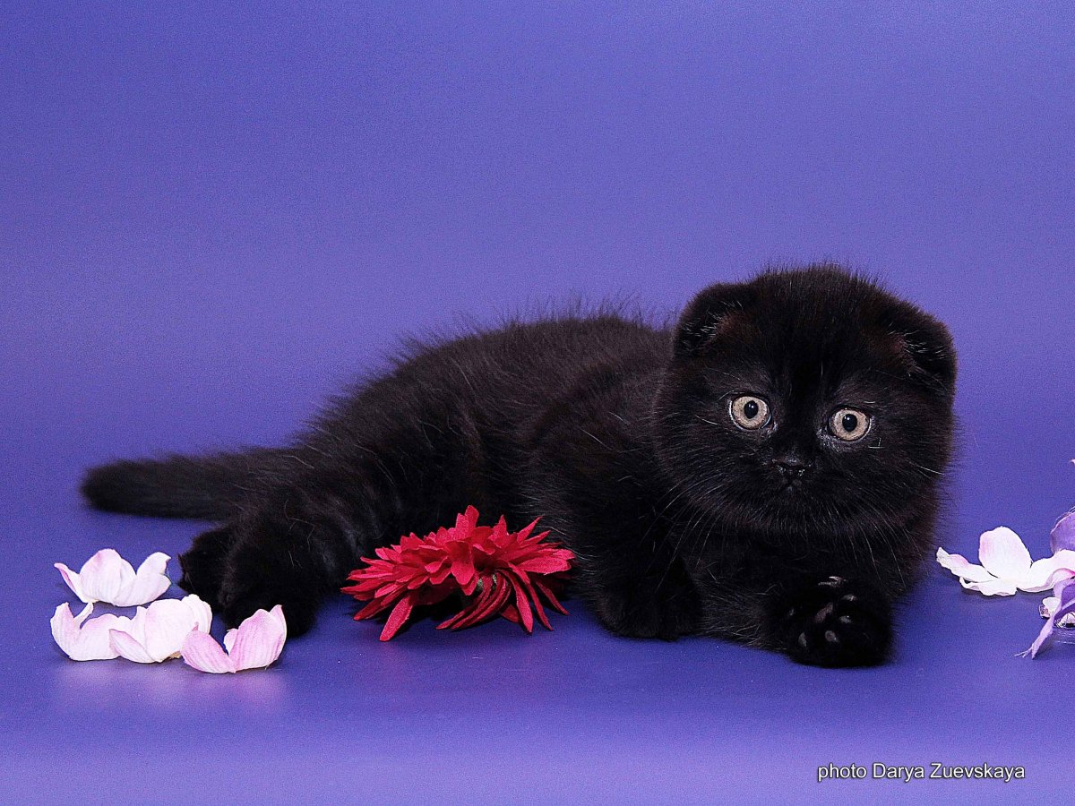 Порода кошек Шотландская вислоухая коричневая